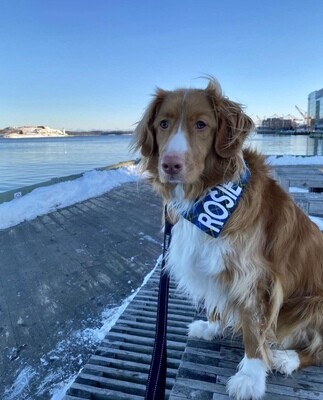 Nova Scotia tartan bandana