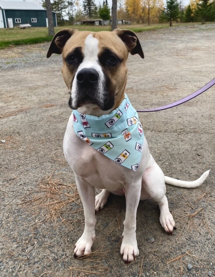 White paws bandana