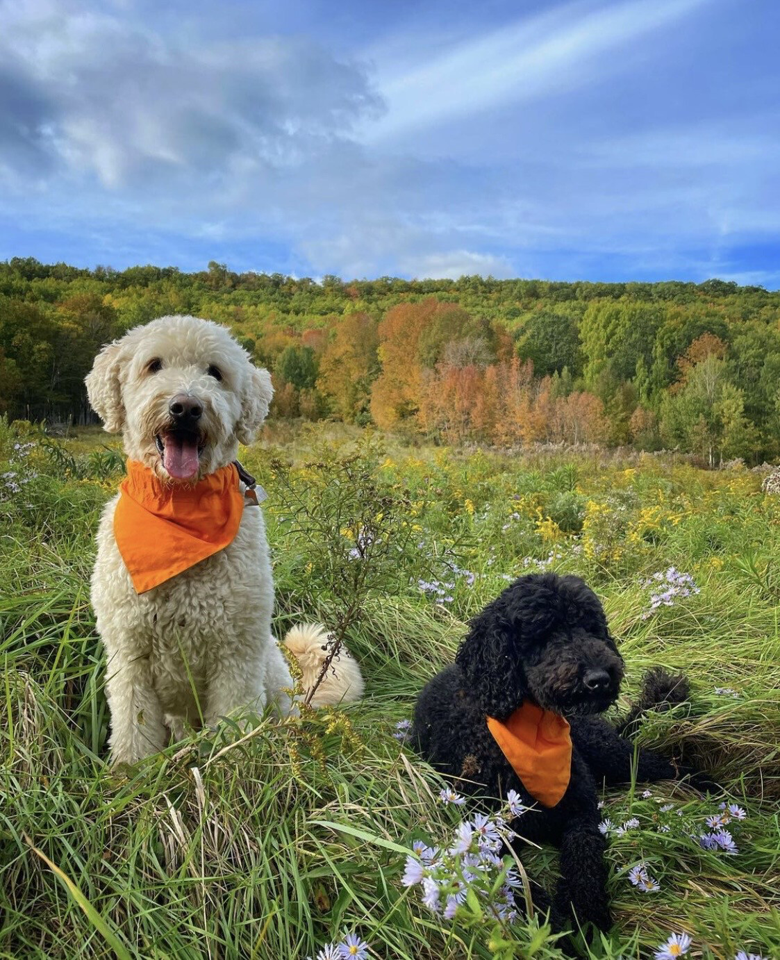 Hunter Orange bandana