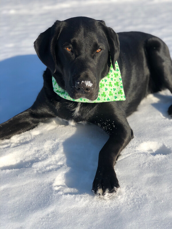 St Patty’s Day Bandana