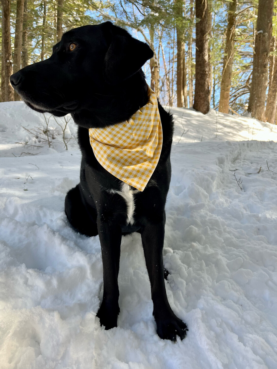 yellow plaid spring bandana