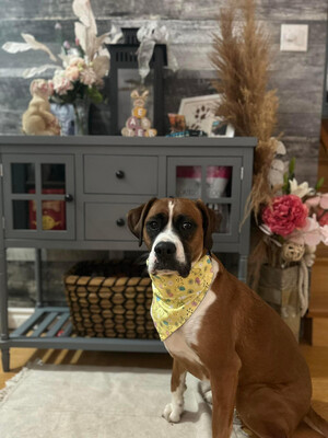 easter bunny and eggs bandana