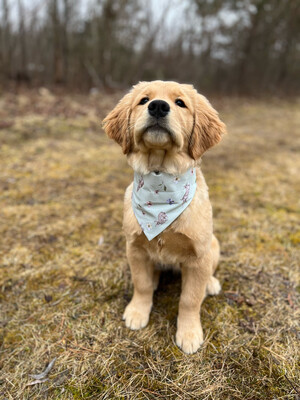 soft green easter bunny bandana