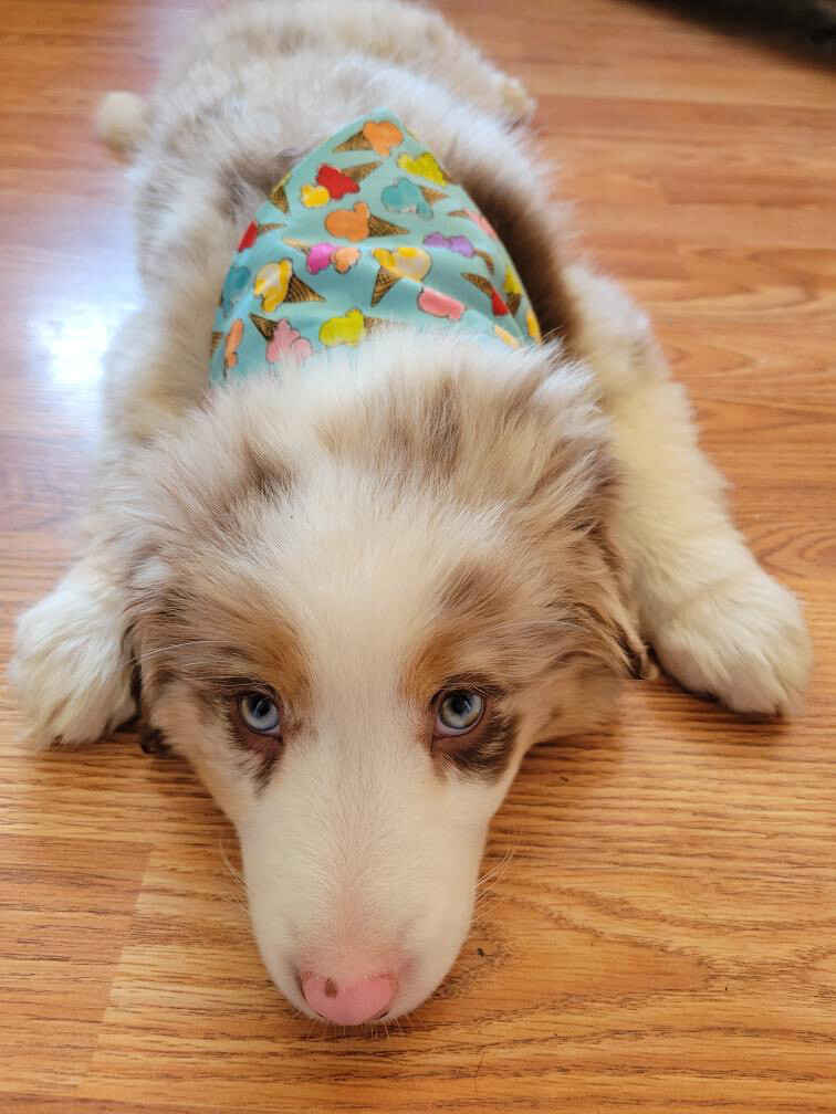 Ice Cream Bandana