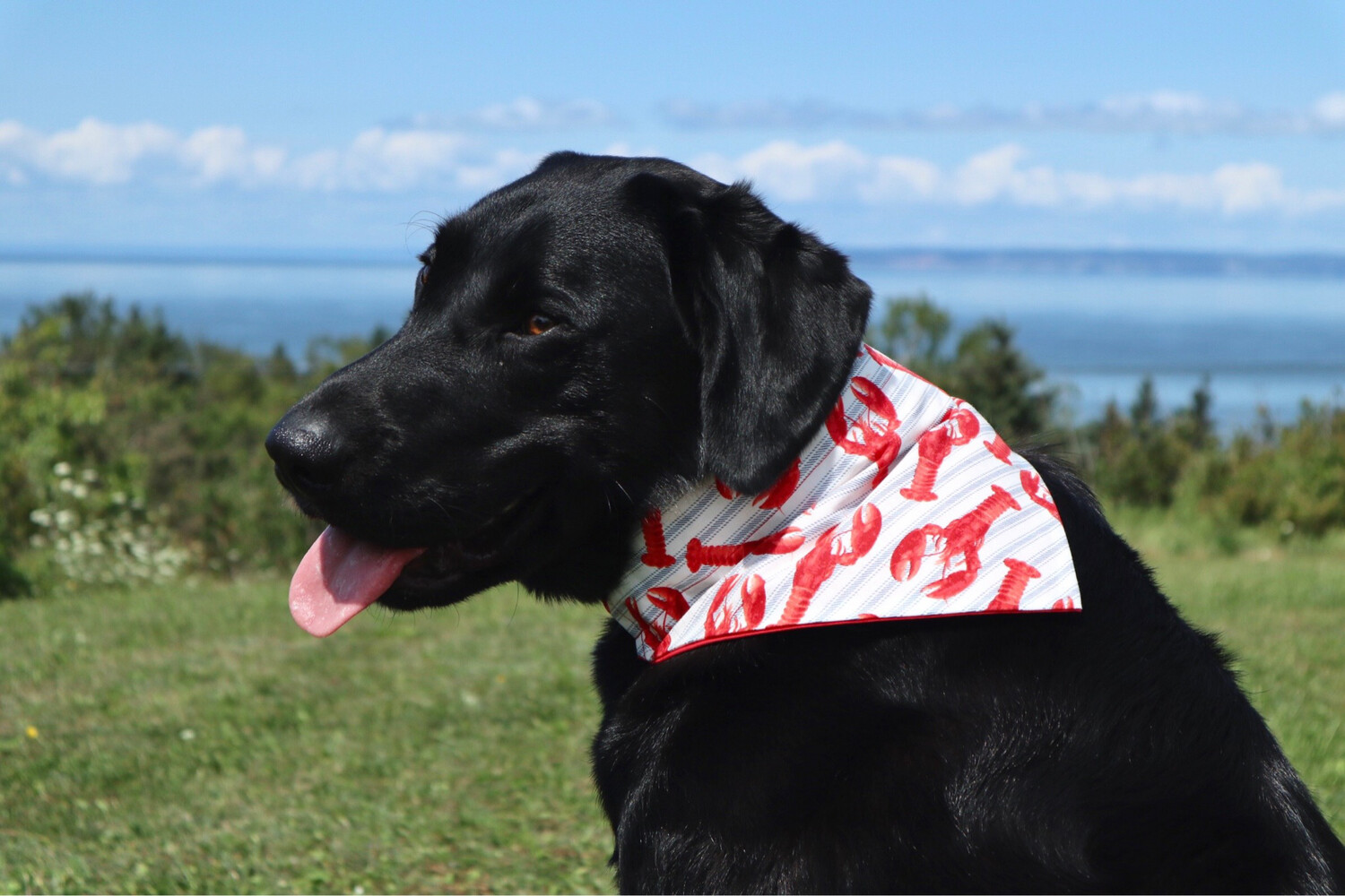 Lobster bandana