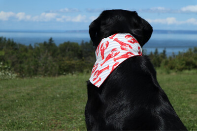 Lobster bandana