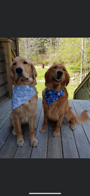 Light Blue Daisy bandana