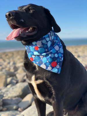 Sand Dollar bandana