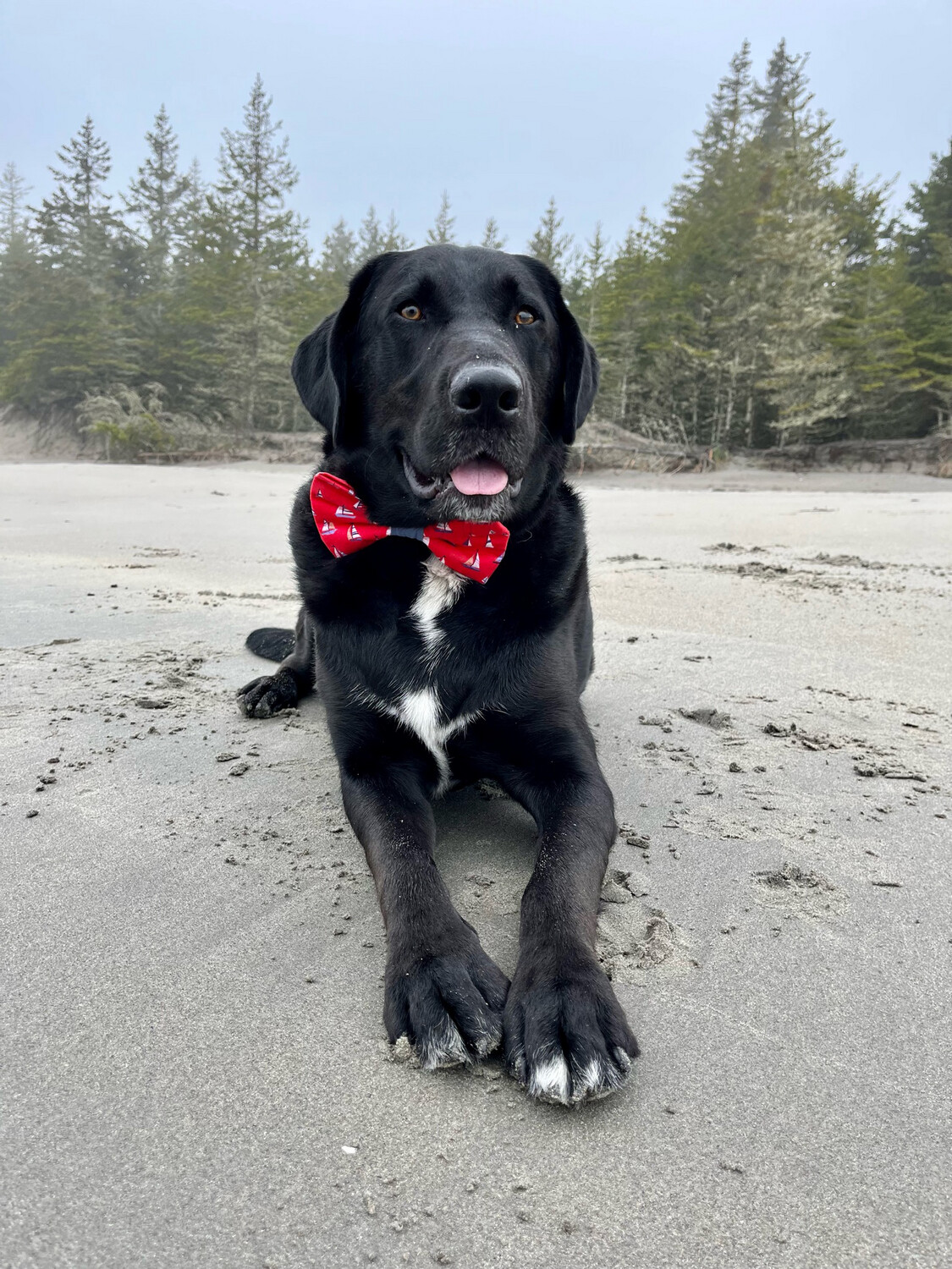 MINI Red Sailboat bow tie