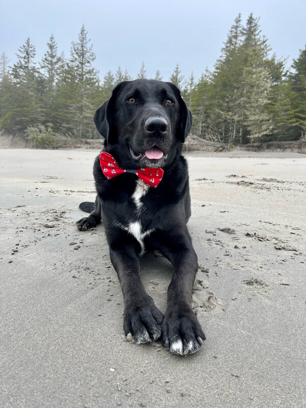 MINI Red Sailboat bow tie