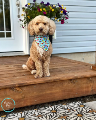 Ice Cream Bandana