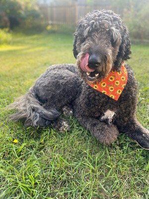 Sunflower bandana