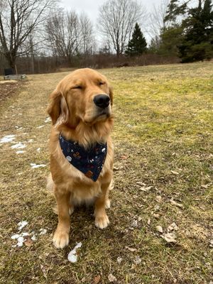 Blue Spring Flowers bandana
