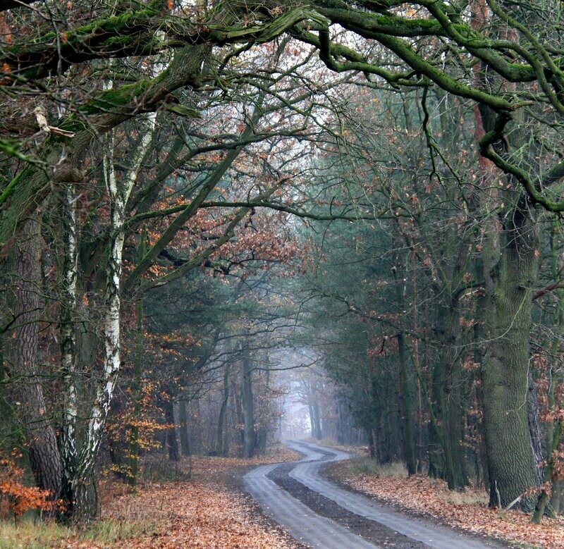 Leinwand Mystischer Wald Wandbild auf Keilrahmen Leinwand Mystischer Wald Wandbild auf Keilrahmen