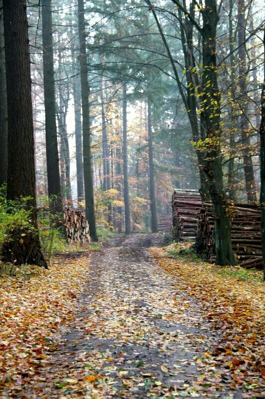 Waldweg Herbst Wandbild Bäume Blätter Waldweg Herbst Wandbild Bäume Blätter