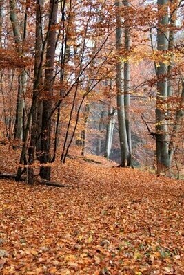 Wandbild Herbst Wald Landschaft Bäume