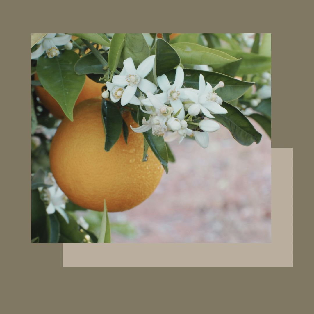 Tractament facial VITAMINA C antioxidant
