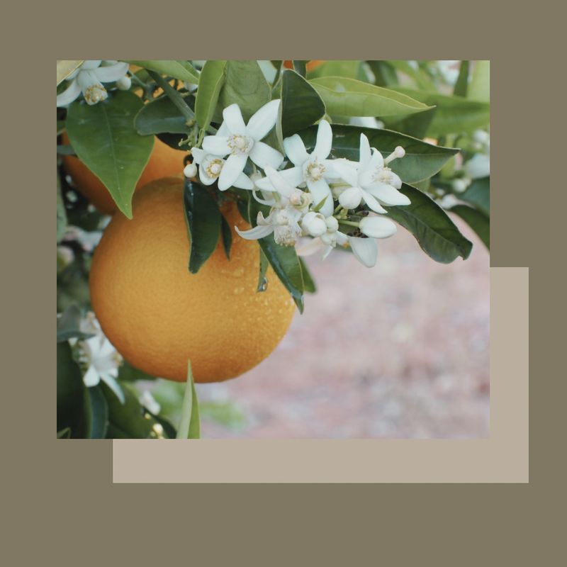 Tractament facial VITAMINA C antioxidant