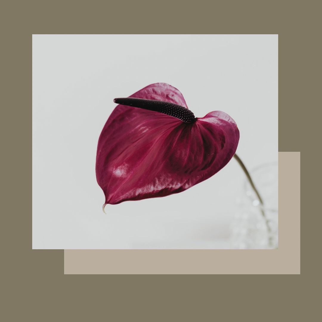 Tractament rejovenidor  coll i escot