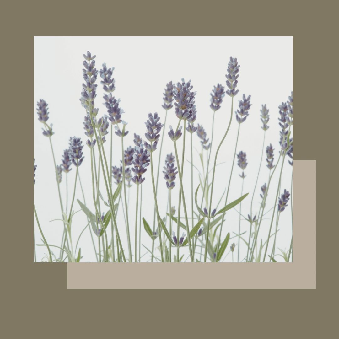 Tractament CALMANT i protector epidèrmic, per a pells sensibles Tractament CALMANT i protector epidèrmic, per a pells sensibles