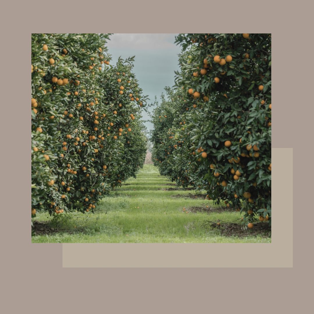 Ritual facial i corporal LIFE ENERGY vitamina C Ritual facial i corporal LIFE ENERGY vitamina C