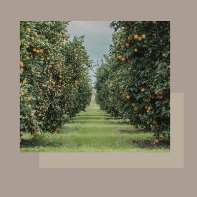 Ritual facial i corporal LIFE ENERGY vitamina C Ritual facial i corporal LIFE ENERGY vitamina C