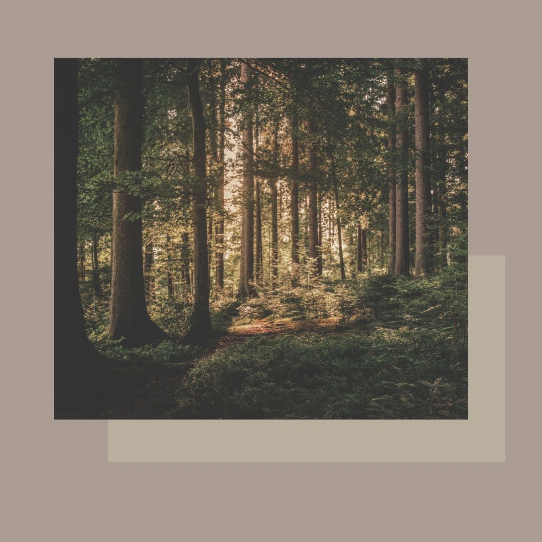 FUSTATERÀPIA corporal; tractament, amb olis Alqvimia, per drenar, tonificar, reduir el greix localitzat i combatre la cel·lulitis. FUSTATERÀPIA corporal; tractament, amb olis Alqvimia, per drenar, tonificar, reduir el greix localitzat i combatre la cel·lulitis.