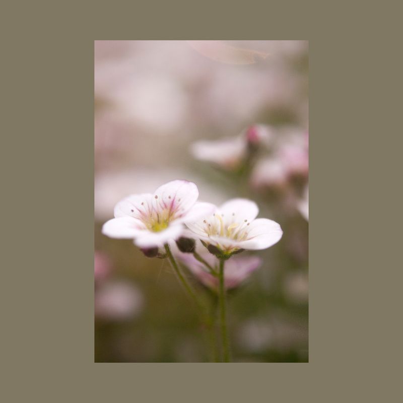 2 SESSIONS de la Higiene facial natural Bio Clean; purificació i hidratació profunda amb doble mascareta