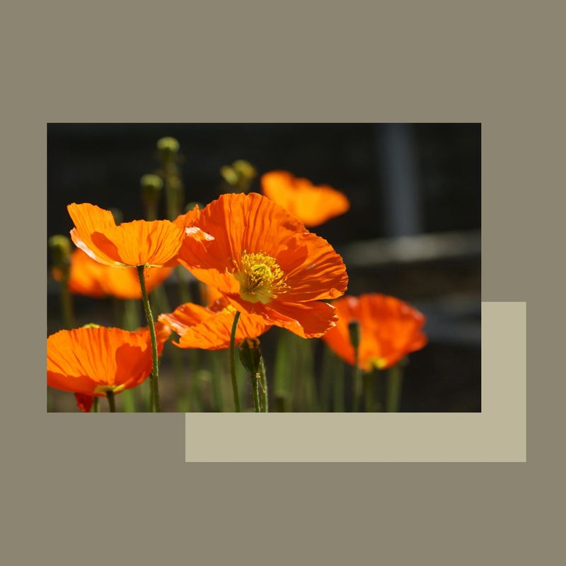 Tractament masculí REJOVENIDOR productor de col.lagen