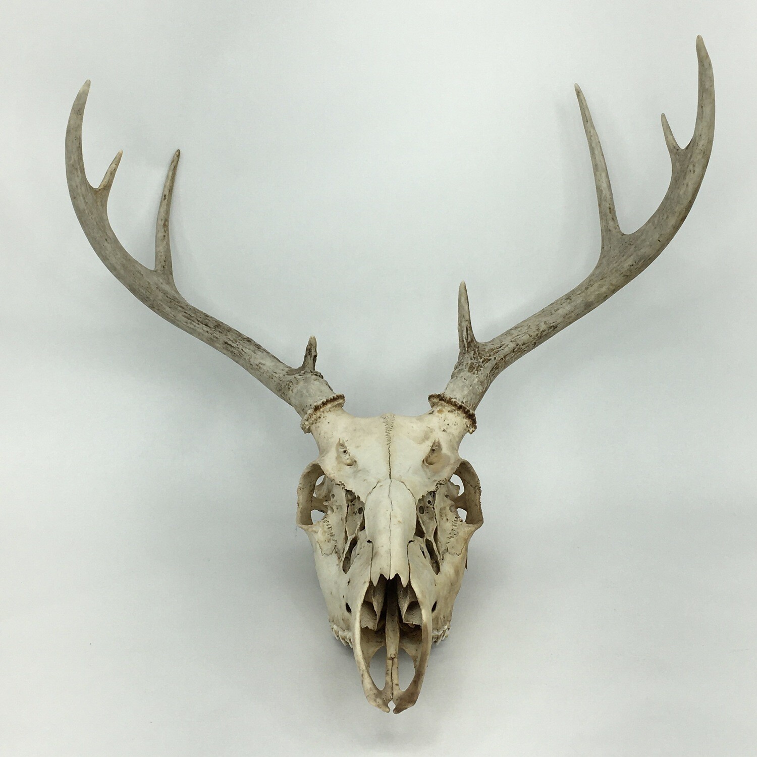 8 Point Buck Pennsylvania White-tailed Deer Skull Antler Rack Horn Decor Cabin Man Cave