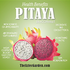Dragon Fruit - Plants