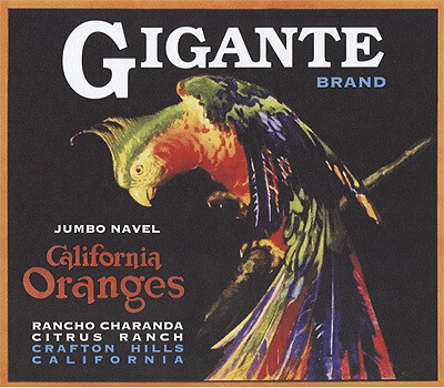 Navel Oranges, Gigante
