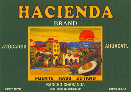 Avocados, Fuerte