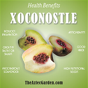 Xoconostle - Plants