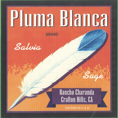 White Sage