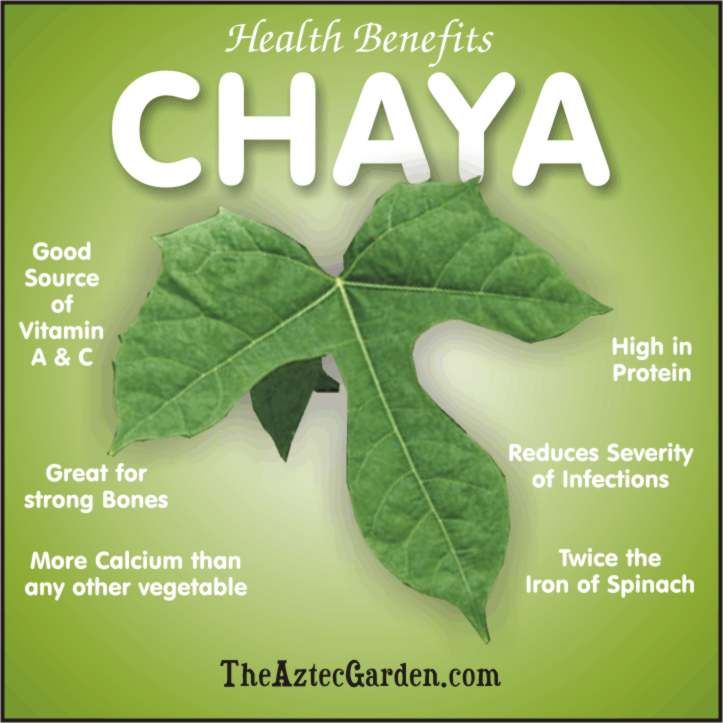 Chaya - Plants