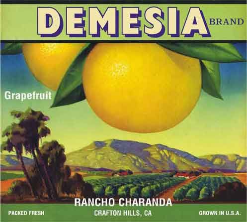 Grapefruit - Marsh White