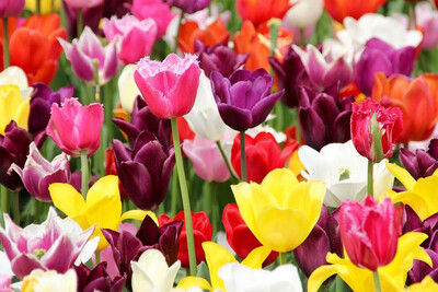 Flower Shows