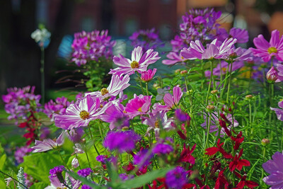 Harrogate Spring Flower Show 2026