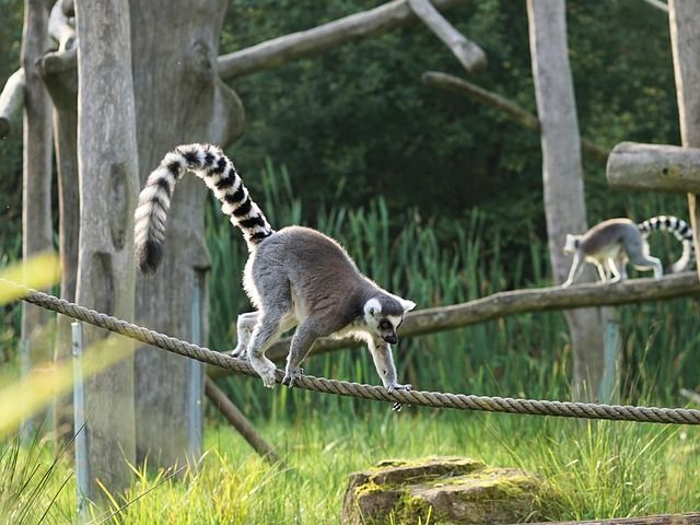 Lake District Wildlife Park - Travel only