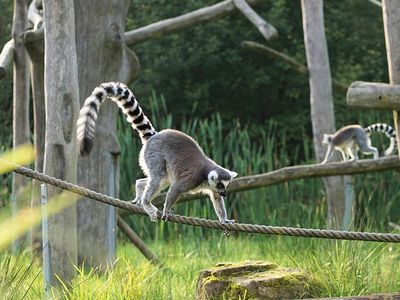 Lake District Wildlife Park - Travel only
