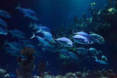 Maryport Aquarium - Travel Only