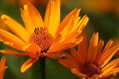 Flower Shows