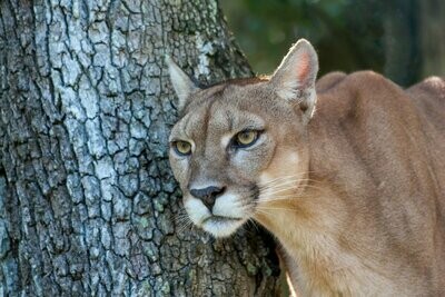 Florida Panther Looking Intently Wildlife Photograph Fine Art Print