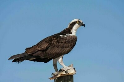 Osprey With Fish As A Meal Nature Bird of Prey Photograph Fine Art Print