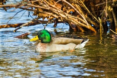 Green Head Mallard Duck Nature Photography Fine Art Print