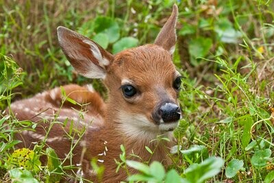 Baby Deer Nature Wildlife Fine Art Photograph Print