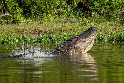 Florida Gator Alligator Photograph Wildlife Fine Art Print