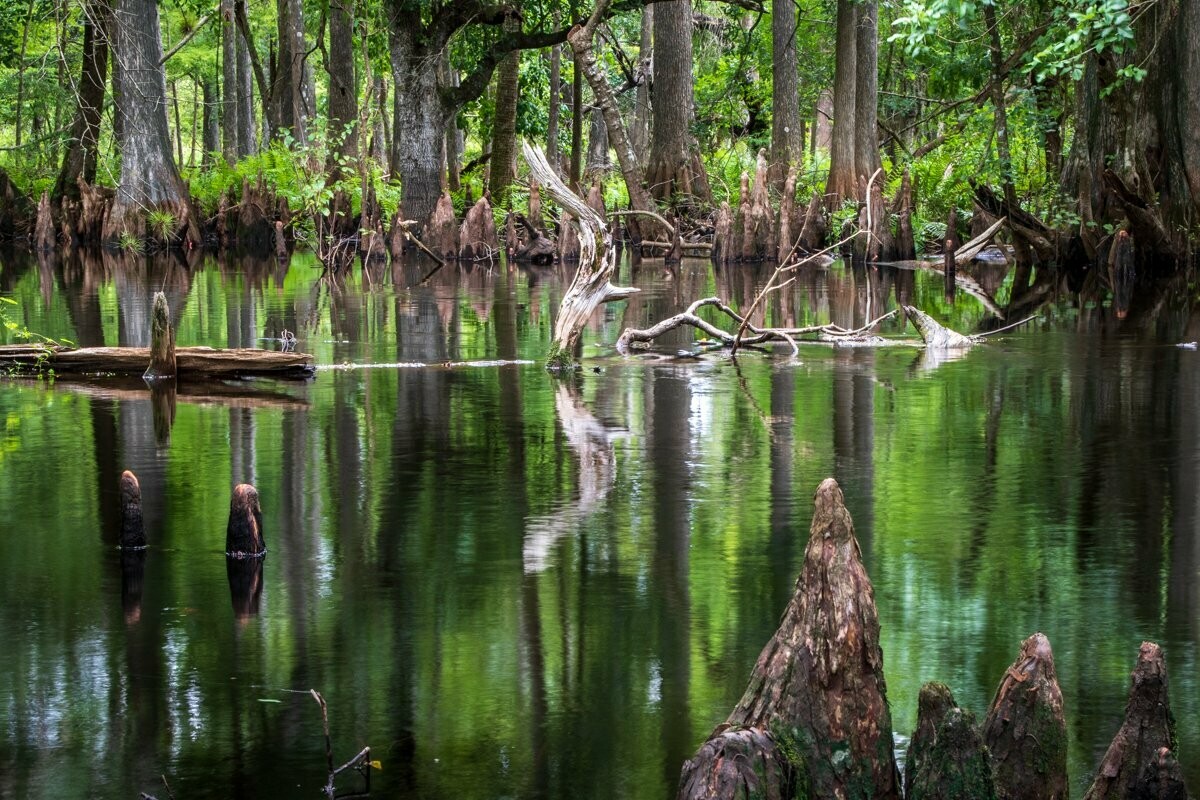 Cypress Scenic Florida Landscape Photograph Fine Art Print 6720
