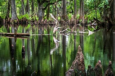 Cypress Scenic Florida Landscape Photograph Fine Art Print 6720
